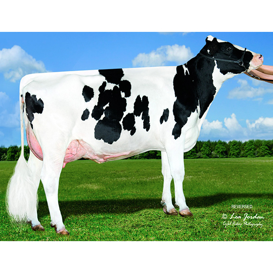 PROGENEX - Sementales Holstein